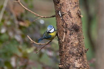 Blaumeise (Cyanistes caeruleu)