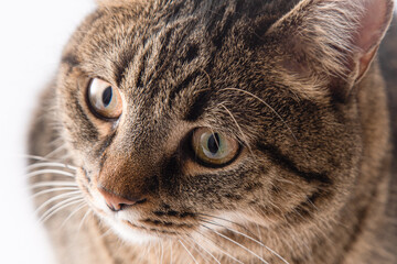 Close-up portrait of a cat. A cat of a European breed looks. Brown gray striped fluffy. Pet.