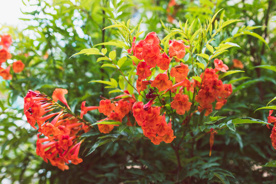 orange tecoma plant close-up shot at shallow depth of field