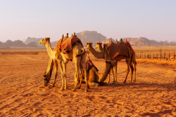 Jordan, camels caravan rests in majestic Wadi Rum desert, landscape with sandstone mountain rock at...