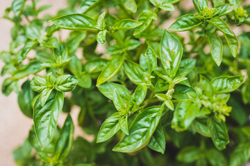close-up of basil plant outdoor in sunny vegetable garden