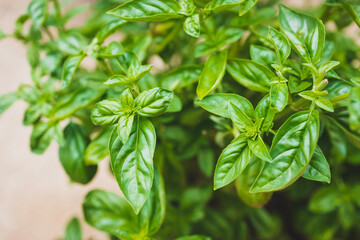close-up of basil plant outdoor in sunny vegetable garden