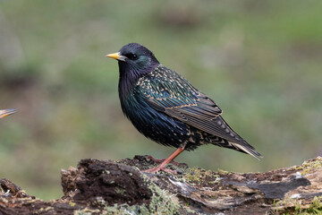 Star (Sturnus vulgaris)