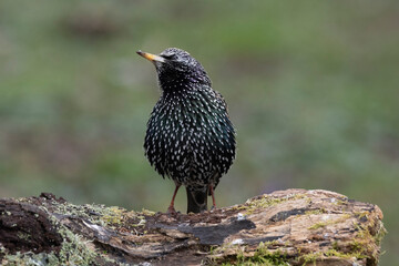 Star (Sturnus vulgaris)