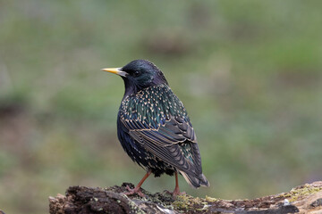 Star (Sturnus vulgaris)