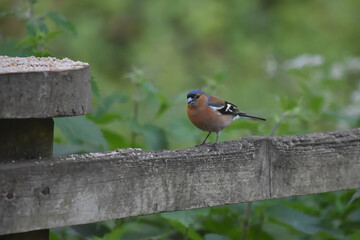 Chaffinch on the fence