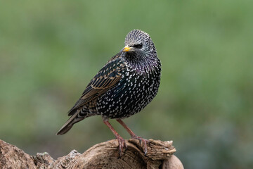 Star (Sturnus vulgaris)