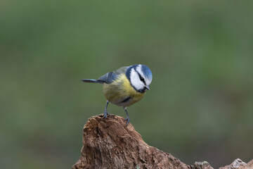 Blaumeise (Cyanistes caeruleu)