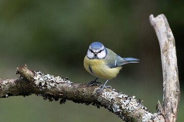 Blaumeise&nbsp;(Cyanistes caeruleu)