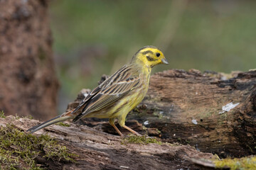 Goldammer (Emberiza citrinella)