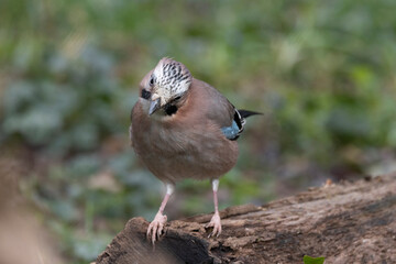 Eichelhäher (Garrulus glandarius)
