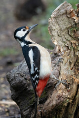 Buntspecht (Dendrocopos major)