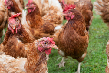 Chicken or female laying hen traditional free-range.