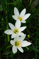 Zephyranthes minuta white flowers in the morning. Rain Lily white blooming in the garden.