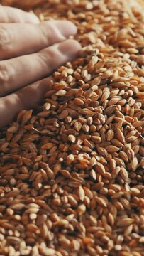 Human hand picking bread grain Slow motion Vertical video