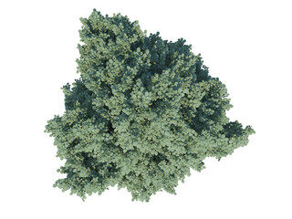 Obraz premium Common Hazel Tree top view png alpha channel