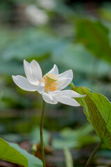 Nature photo: Lotus flowers. This is beautifull flowers. Time: February 12, 2023. Location: Ho Chi Minh City. Content: Lotus has both aroma and color, but the lotus scent is not too strong but gentle.