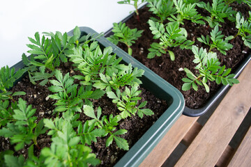 Flower seedlings in plastic pots. Soft fuzzy focus.