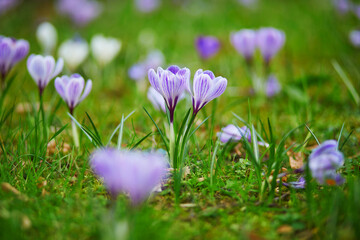 purple crocuses in green grass on a spring day
