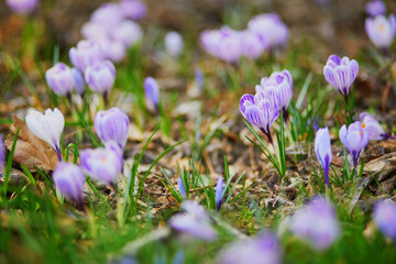 purple crocuses in green grass on a spring day