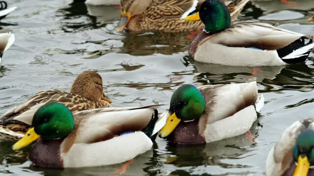 Many ducks swimming in the winter lake. Close up.