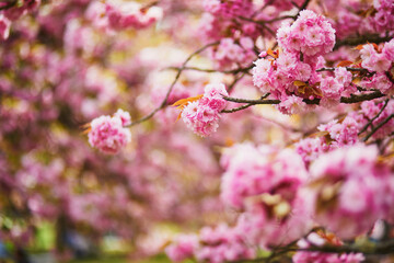 Branch of cherry blossom tree with pink flowers on a sunny spring day