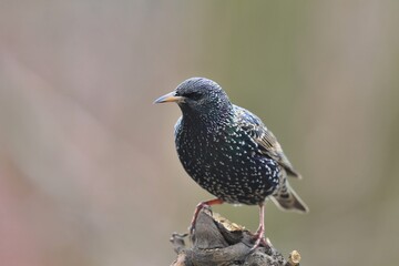 The showy or spectacular plumage of the Starling (Sturnus vulgaris) here perching on the old branch while resting . Wildlife scene from czech nature. Song bird in the nature habitat.