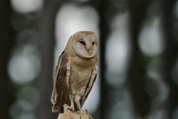 Barn Owl perched on a stump. (Tyto alba) . Western barn owl in the nature habitat.