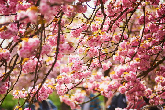 Branch of cherry blossom tree with pink flowers on a sunny spring day