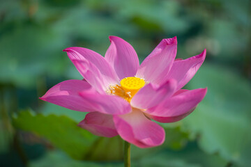 Nature photo: Lotus flowers. Time: February 19, 2023. Location: Ho Chi Minh City. 