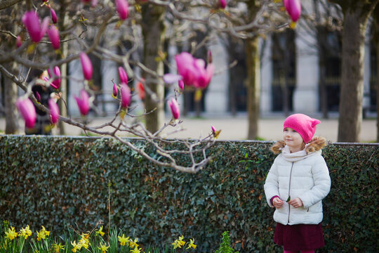 Adorable little girl looking at pink magnolia in full bloom on a street of Paris, France