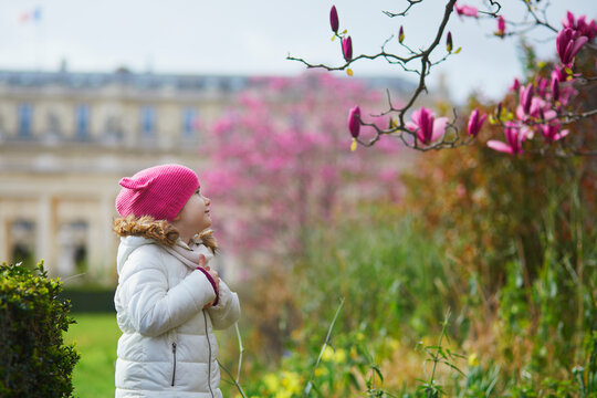 Adorable little girl looking at pink magnolia in full bloom on a street of Paris, France