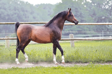 Arabischer Hengst
