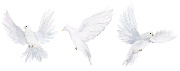 Watercolor white dove. Hand drawn watercolor illustration. decorative design elements.