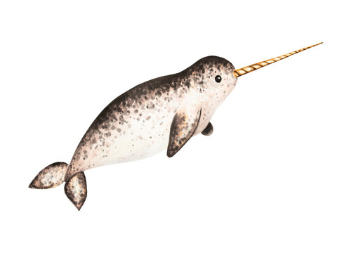 Watercolor narwhal with long tusk isolated on white background. Hand painting realistic Arctic and Antarctic ocean mammals. For designers, decoration, postcards, wrapping paper, scrapbooking, covers, 