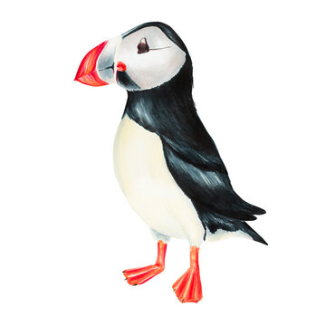 recommend clip art: Watercolor puffin bird isolated on white background. Hand painting realistic Arctic and Antarctic ocean mammals. For designers, decoration, postcards, wrapping paper, scrapbooking, covers, logos, invi