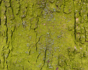 Natural green background in the form of a lichen on the surface of a tree bark