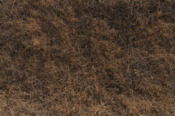 Fototapeta na wymiar 갈색 마른 겨울 풀밭, 배경 이미지