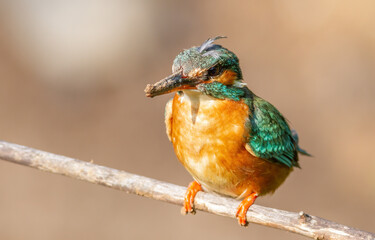 Сommon kingfisher, Alcedo atthis. The female was digging a hole for her nest, sat on a branch