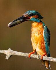Сommon kingfisher, Alcedo atthis. An early morning bird catches a fish and sits on a branch