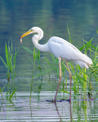 Great egret, Ardea alba. A bird holds a small fish in its beak