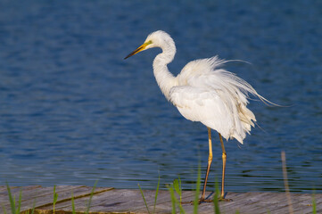 Great egret, Ardea alba. A bird stands on a wooden bridge near the river, spreading its feathers