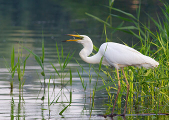 Great egret, Ardea alba. A bird catches a fish and flips it up to eat it