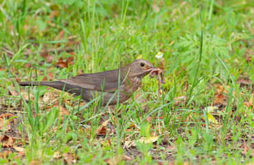 Common blackbird, Turdus merula. A female bird collecting earthworms to feed her chicks