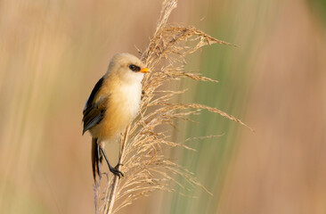 Bearded reedling, Panurus biarmicus. A young male sits on top of a fluffy reed
