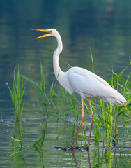 Great egret, Ardea alba. A bird standing in shallow water with its beak open