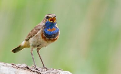 Bluethroat, Luscinia svecica. The male bird sings while sitting on a log