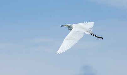 Great egret, Ardea alba. A bird holds a prey in its beak and flies against the sky