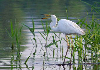 Great egret, Ardea alba. A bird stands on the bank of a river, tossing a caught fish