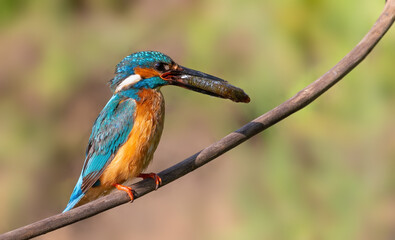 Сommon kingfisher, Alcedo atthis. The bird sits on a branch and holds a fish in his beak
